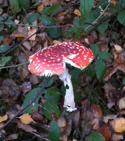 Fly Agaric growing on poor soil under birch at the western end of the Common, November 2012 - Photo by Les Bedford