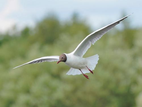 Black headed Gull