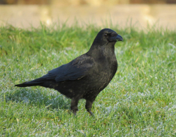 Carrion Crow