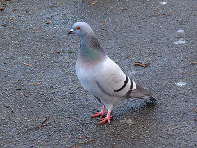 Feral Pigeon