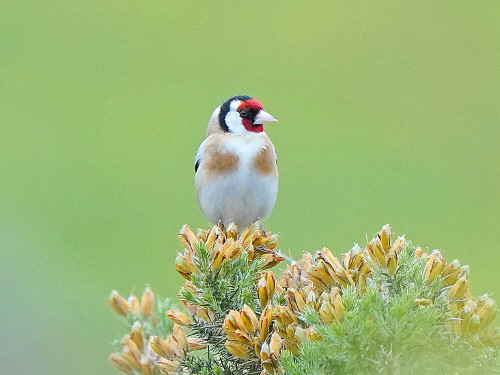 Goldfinch