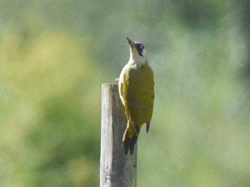 Green Woodpecker