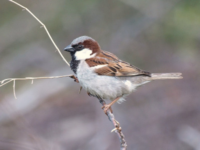 House Sparrow