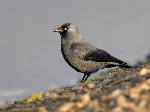 Jackdaw