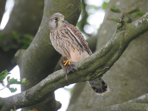 Kestrel