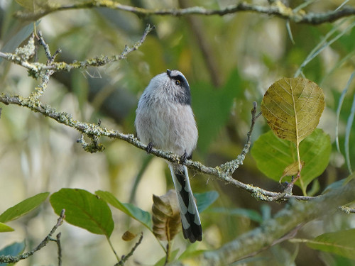 Long Tailed Tit