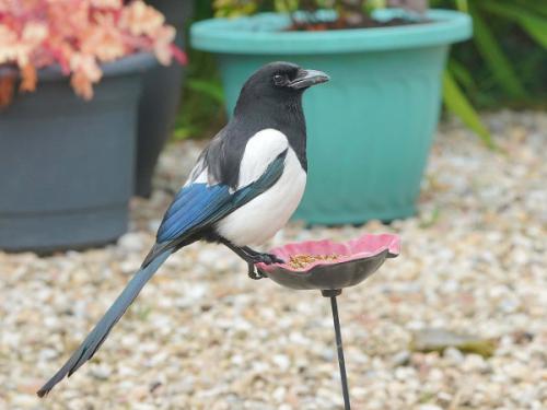 Magpie