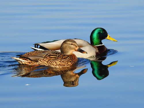 Mallard