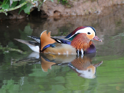 Mandarin Duck