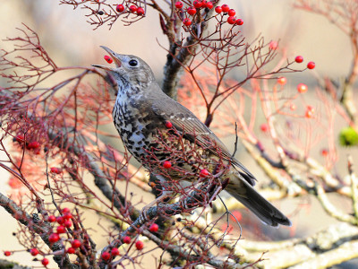 Mistle Thrush