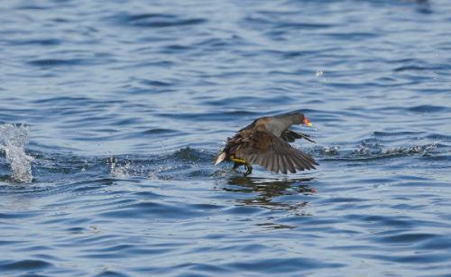 Moorhen