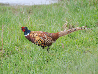 Pheasant