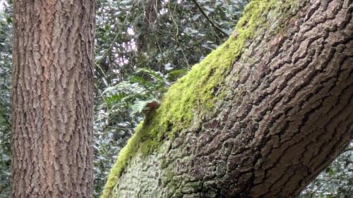 Polypody fern_2024