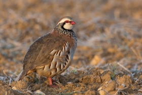 Red Legged Partridge