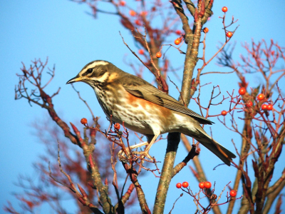 Redwing