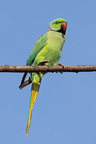 Ring Necked Parakeet