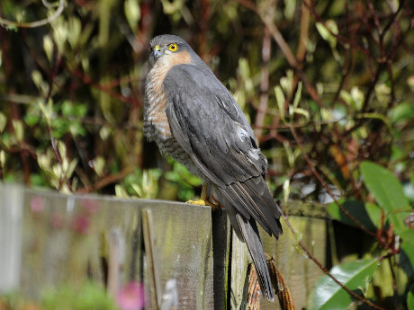 Sparrowhawk