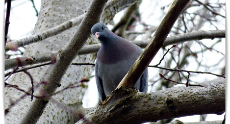 Stock Dove