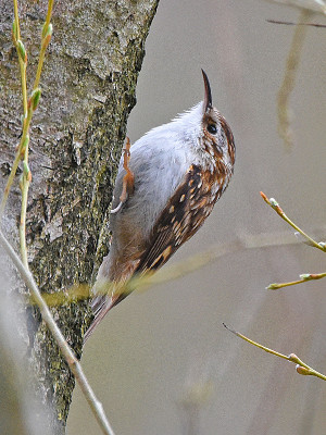 Treecreeper