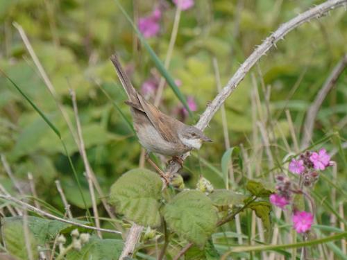 Whitethroat