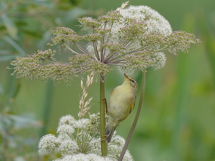 Willow Warbler